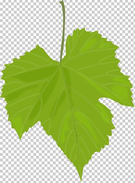 Grape Leaves Drawing, Leaf Drawing Easy, Drawing Fruit, Grapes Leaves, Baby Logo Design, Photoshop Png, Birthday Posters, Leaves Png, Happy Birthday Posters