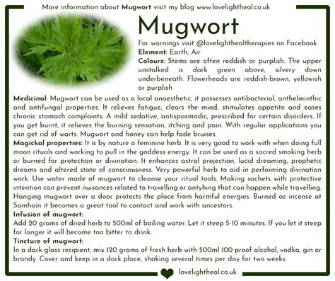 Mugwort Image Herbs For Curses, Mugwort Tea Recipe, Mugwort Magical Properties, Mugwort Tea Benefits, Skullcap Magical Properties, Motherwort Magical Properties, Mugwort Witchcraft, Mugwort Benefits, Benefits Of Mugwort