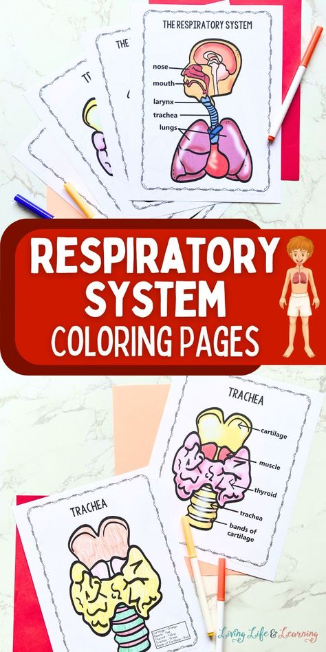 Introducing my free printable Respiratory System Coloring Pages for kids! Perfect for homeschool human body lessons, these pages make learning about how we breathe fun and engaging. Plus, find cool facts and recommended books and activity kits to keep the curiosity going! Human Body Lesson, Biology For Kids, Human Body Worksheets, Kids Stem Activities, Chemistry For Kids, Human Body Model, Middle School Activities, Homeschooling Tips, Cool Facts