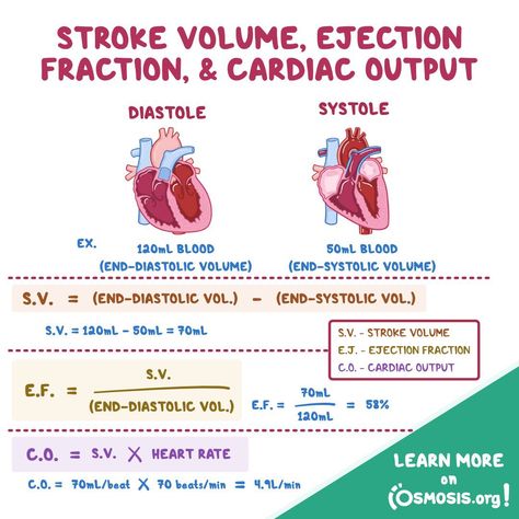 Ejection Fraction, Cardiac Output, Heart Facts, Nursing School Studying Cheat Sheets, Emt Study, Cardiac Sonography, Physical Therapy School, Paramedic School, Nursing School Essential