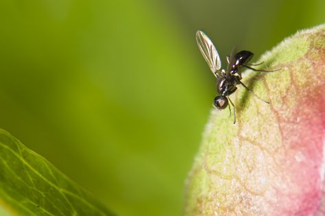 Black Fly Bites, Gnat Bites, Black Fly, Snake Venom, Bug Spray, Bug Bites, Creepy Crawlies, Go Outdoors, All About Plants