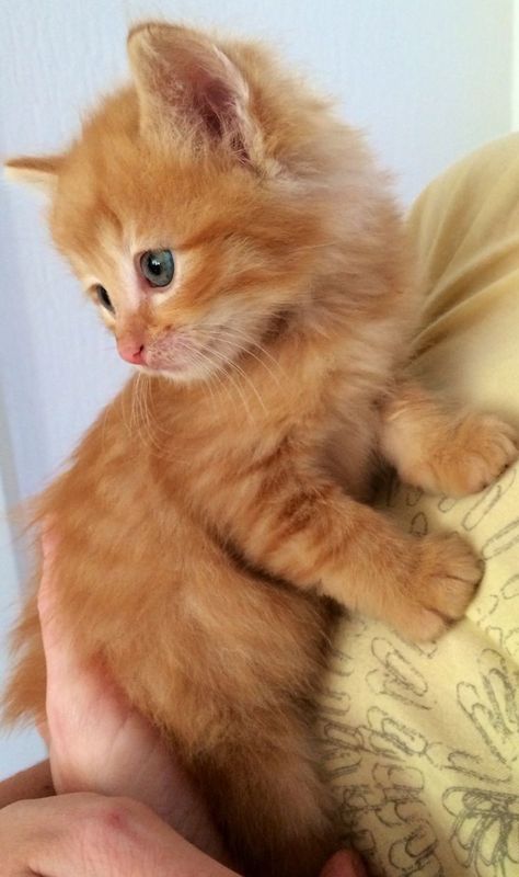 Cutest Animals On Earth, Orange Kitten, Love Kittens, Orange Kittens, Cute Little Kittens, Silly Cats Pictures, Baby Cat, Orange Cats, Cute Kitties