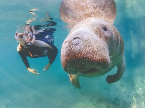 Swimming With Manatees, Crystal River Florida, Manatee Florida, Florida Adventures, Florida Life, Florida Springs, Manatees, Kayak Tours, Crystal River