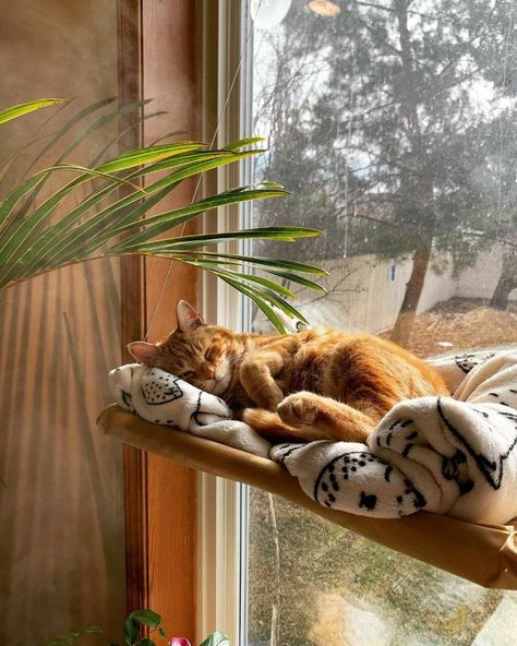 Katt Grejer, Orange Cats, Cat Sleeping, Ginger Cats, Cat Person, Cat Aesthetic, Silly Cats, Cute Creatures, Sweet Animals