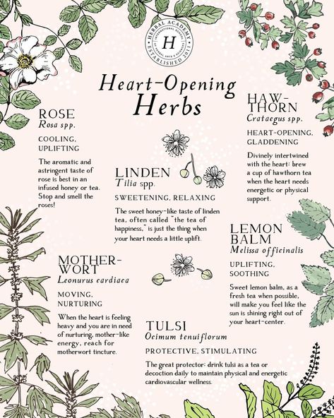 Herbal Academy on Instagram: “As we all navigate this time of uncertainty, one thing that remains vital is the need to tend to the heart (our own, and of our community)…” Smokable Herbs, Weird Kitchen, Apothecary Ideas, Herbal Living, Herb Magic, Witch Woman, Medical Plants, Herbal Academy, Witchy Kitchen