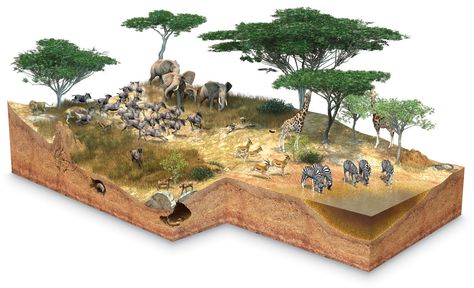 Savannah Diorama, Giraffe Diorama, Savanna Diorama, Giraffe Habitat, Lion Habitat, Savanna Biome, Biomes Project, Habitat Project, Diorama Kids