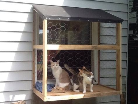 (paid link) Cat designs and builds outdoor cat enclosures and catios across 48 states. Choose from designs we offer or get custom houses for cats. Design today! Cat Room Indoor, Kitty Hacks, Cat Rooms Indoor, Cat Solarium, Indoor Cat Room Ideas, Cat Room Ideas, Cat Balcony, Cat Room Diy, Cat Rooms