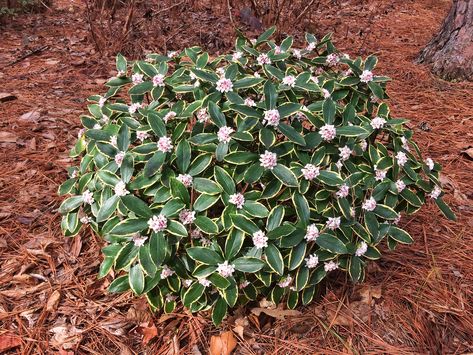 Scents and Smellability—That’s Winter Daphne | Things aren't always cold and dreary in the winter. Winter Daphne, Daphne Flower, Daphne Shrub, Daphne Plant, Winter Shrubs, Deer Resistant Plants, Backyard Plants, Small Shrubs, Fragrant Plant