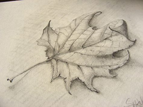 Leaves Drawing Pencil Shading, Leaf Sketches Pencil, Leave Sketch Pencil, Leaf Pencil Drawing, Elm Leaf Drawing, Fall Leaves Drawing, Leaves Drawing, Leaves Sketch, Tree Drawings Pencil