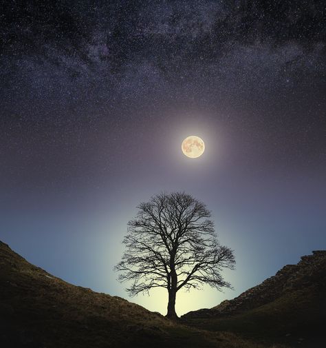 Sycamore Gap, England — Dave Williams Janie Crow, Sycamore Gap, Persian Tiles, Dave Williams, Northumberland England, Sycamore Tree, Hadrians Wall, Tree Felling, Scottish Islands