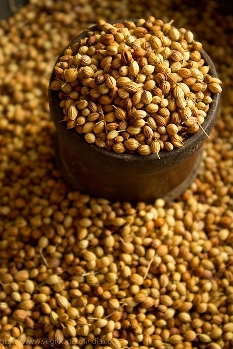 coriander-seeds Growing Coriander, Spices Photography, 7 Spice, Healthy Digestive System, Coriander Powder, Coriander Seeds, Fennel Seeds, Cilantro, Dog Food Recipes