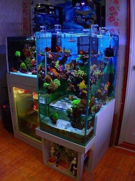 Saltwater Tank Setup, Best Aquarium Filter, Salt Water Tanks, Saltwater Aquarium Setup, Water Terrarium, Salt Water Tank, Aquarium Tanks, Marine Fish Tanks, Fish Aquarium Decorations