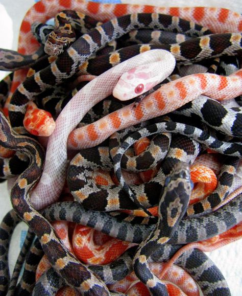 Corn Snakes, Danger Noodles, Spiders And Snakes, Baby Snakes, Cool Snakes, Rat Snake, Colorful Snakes, Pretty Snakes, Reptile Room