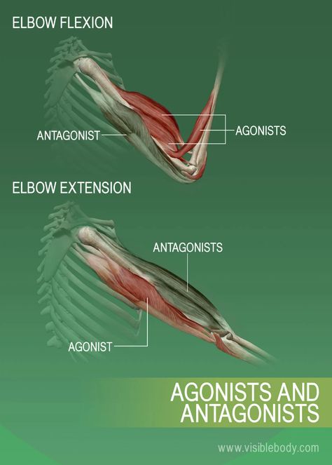 Agonists, antagonists, and synergists of muscles The Muscular System, Human Muscle Anatomy, Muscle System, Physical Therapy Student, Physical Therapist Assistant, Yoga Anatomy, Exercise Physiology, Human Body Anatomy, Muscular System