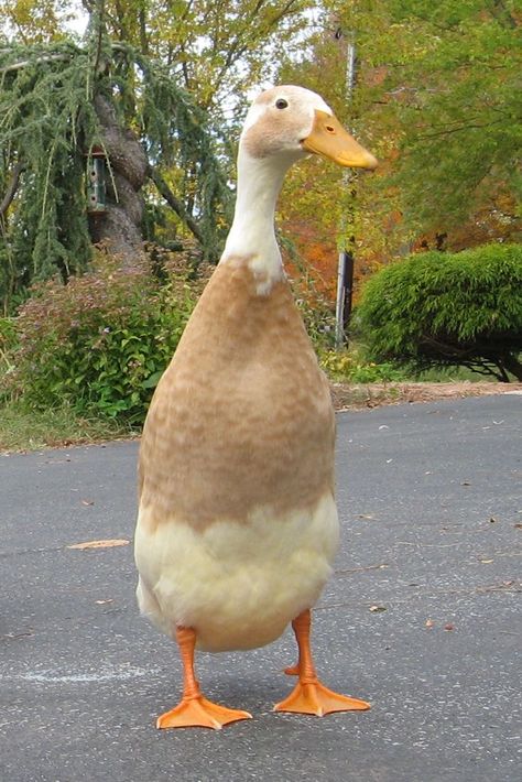 Painted Ducks, Duck Houses, Raising Ducks, Runner Ducks, Sweet Pastry, Duck House, Duck Eggs, Photo Charms, A Duck