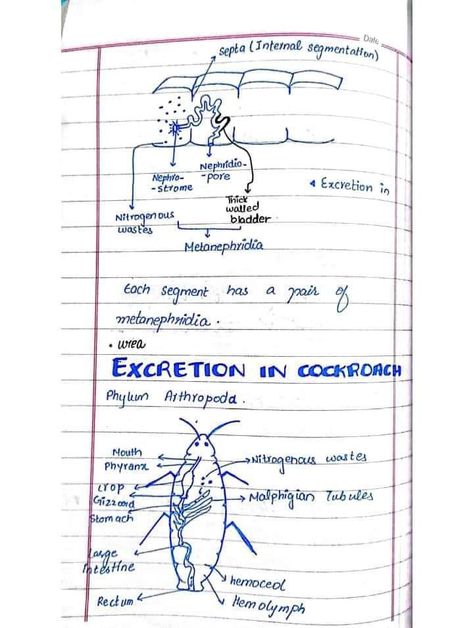 Excretion in cockroach Botany Notes, Hand Written Notes, Jee Mains, Written Notes, Biology Notes, Zoology, Hand Written, Note Writing, Bow Ties