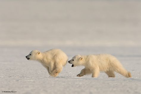 I'll Catch You! - 2 Polar Bear cubs, only 5 months old, chasing each other on the ice in Svalbard. the one the left almost bites his brother's behind. Bear Pics, White Bears, Running Bear, Baby Polar Bears, Grizzly Bears, Bear Illustration, Bear Cub, Bear Cubs, Bear Art