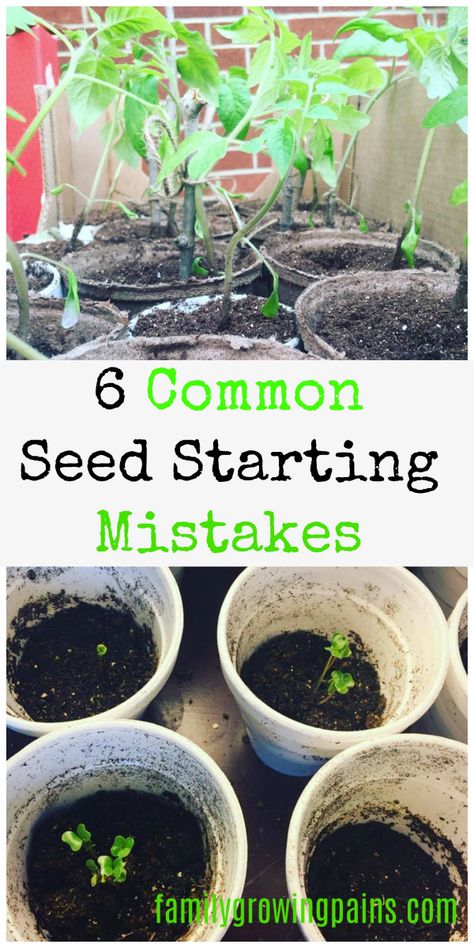 6 Common Seed Starting Mistakes » Family Growing Pains Starting Plants From Seeds, Starting Seeds, Starting A Vegetable Garden, Starting Seeds Indoors, Survival Gardening, Growing Tomatoes, Indoor Gardening, Vegetable Gardening, Grow Your Own Food