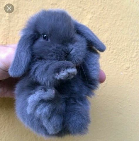 Blue bunny. Sweet Blue Rabbit, Blue Bunny, Wall, Animals, Blue