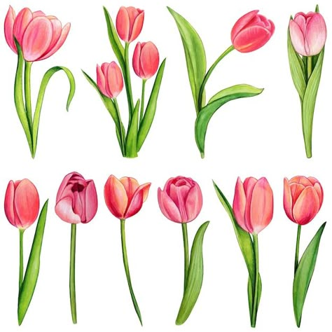 One Flower Drawing, Tulips Drawing Sketch, How To Paint Tulips, Tulips Flowers Drawing, Flower Drawing Color, Tulip Drawings, Draw Tulip, Drawing Tulips, Tulip Vector