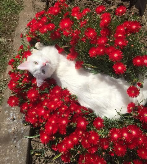 Flower Cat, Find Your Passion, I See Red, Women Face, Red Cat, Spring Aesthetic, Cat Aesthetic, Red Aesthetic, Pretty Cats