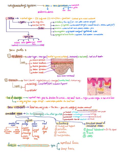 Skin Function Notes, Integumentary System Model, Anatomy And Physiology Notes Integumentary System, Integumentary System Notes, The Integumentary System Notes, The Reproductive System Notes, Human Health And Disease Notes Class 12, Integumentary System, College Success