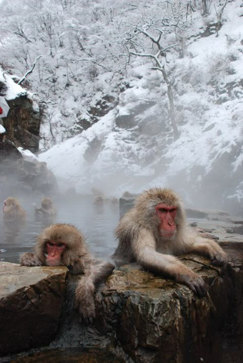 Monkeys In Hot Springs, Japanese Snow, Jigokudani Monkey Park, Monkey Species, Snow Monkeys, Japanese Macaque, Snow Monkey, Nagano Japan, Grey Fur