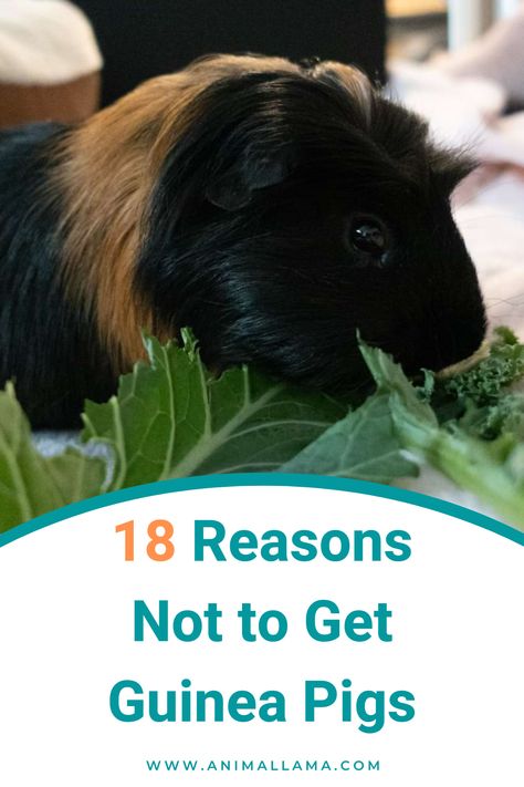 reasons not to get a guinea pig Pigs Eating, Pet Guinea Pigs, Guinea Pig Care, Cute Guinea Pigs, Guinea Pig Cage, High Maintenance, Pet Care Tips, Rodents, Animal Quotes