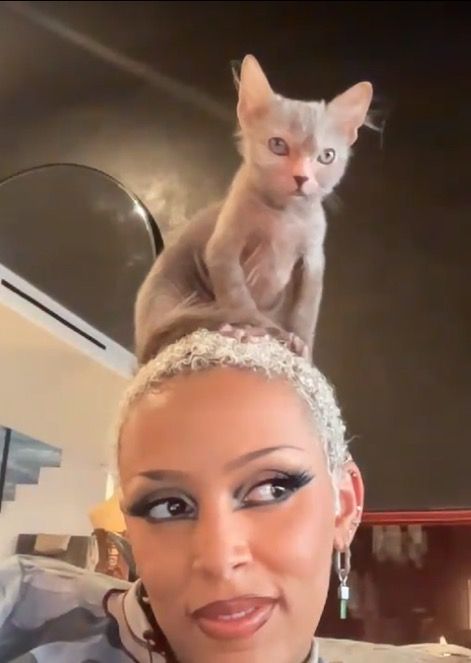 Doja Cat, A Cat, Twitter