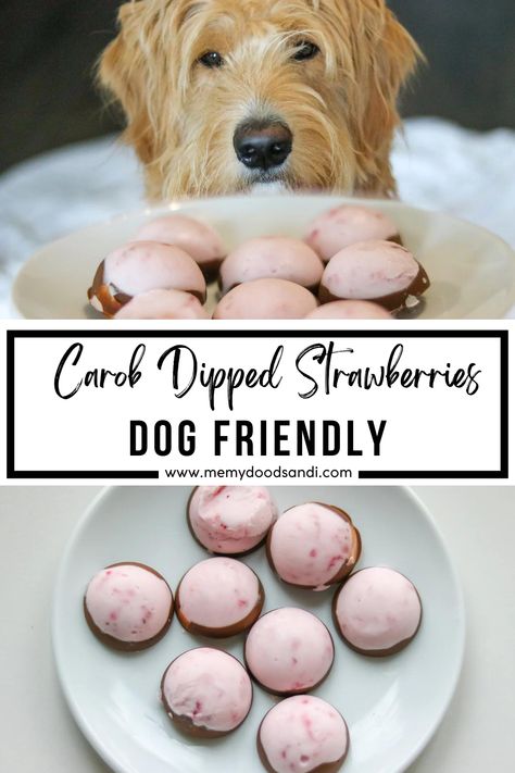 Dog friendly Valentine's Day treat for your dog Valentine Dog Treats Homemade, Dog Pampering, Valentines Day Dog Treats, Carob Dog Treats, Yogurt Covered Strawberries, Toxic For Dogs, Chocolate Alternatives, Dog Cookie Recipes, Pampered Dogs