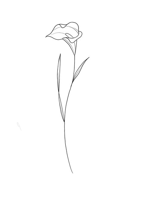 Calla Lilies Drawing, Calla Lily Line Drawing, Calla Lily Tattoo Simple, Calla Flower Tattoo, Lily Tattoo Fine Line, Fine Line Lily, Lily Line Drawing, Calla Lily Drawing, Flower Fine Line