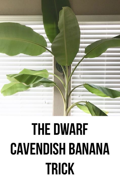 Growing musa acuminata Banana Plants indoors can be tricky.  This article tells you everything you need to know to grow this dwarf Cavendish Banana Plant indoors and in a container. #containergardening #indoorgardening #banana #houseplants #growyourown #plants Indoor Banana Plant, Banana Plants In Pots, Musa Plant, Indoor Edible Garden, Banana Plant Indoor, Indoor Banana Tree, Adobe Garden, Banana Plant Care, Cavendish Banana