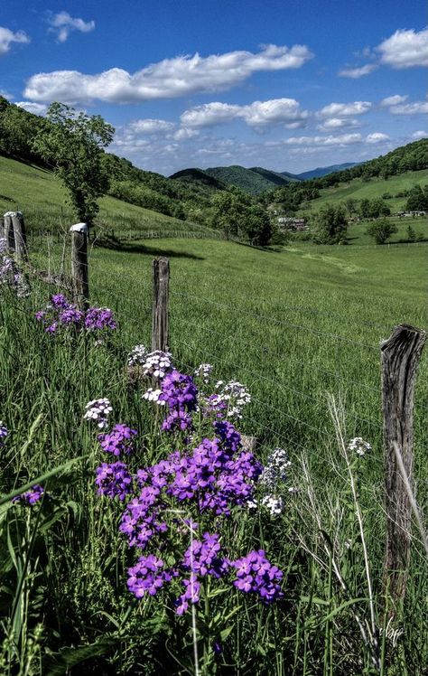 Summer Wildflowers, Virginia Homes, America The Beautiful, The Hills, West Virginia, Montana, Wild Flowers, Virginia, Germany