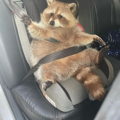 Pet Raccoon, Cute Raccoon, Raccoon Funny, Funny Animal Photos, Silly Cats Pictures, Super Cute Animals, Pretty Animals, Funny Animal Jokes, In A Car