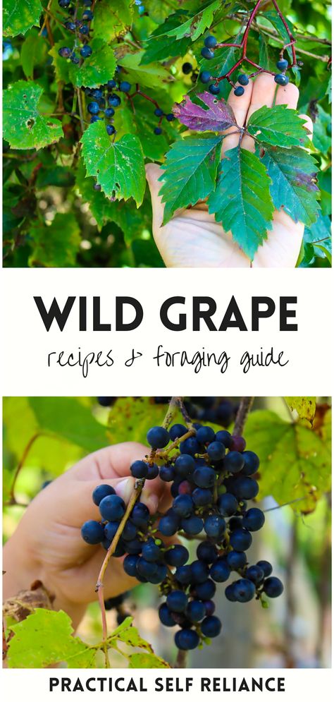 Start foraging edible wild plants, focusing on the gem that is wild grapes. From understanding the nuances of wild grape identification to experimenting with wild grape recipes, every summer foray becomes a culinary adventure. Whether it's jelly, barbeque sauce, or a new creation, let nature inspire your next meal. Wild Grape Recipes, Grape Syrup Recipe, Wild Grape Jelly Recipe, Grape Leaves Recipe, Wild Grapes, Foraging Guide, Medicinal Weeds, Chicken Of The Woods, Stuffed Grape Leaves