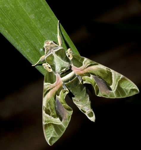 Moth Photo, Insect Reference, Moth Collection, Sphinx Moth, Moth Caterpillar, Moth Tattoo, Beaded Brooches, Arthropods, Bugs And Insects