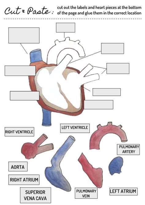 Cut & Paste Anatomy Print-Out ! Human Body Science Projects, Medical Assistant Student, Human Body Science, Human Body Activities, Biology Classroom, Parts Of The Heart, Homeschool Routine, 6th Grade Science, Biology Lessons