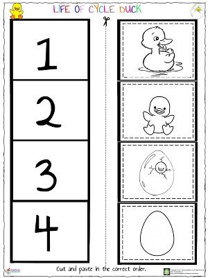 Duck Life Cycle Preschool, Duck Worksheet, Duck Life Cycle, Bird Life Cycle, Life Cycle Worksheet, Plant Life Cycle Worksheet, Life Cycles Preschool, Flower Life Cycle, Summer Crafts For Toddlers