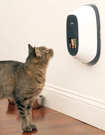 Innovative communication system designed for cats, dogs, and people allows you to interact with your pet from anywhere in the world.PetChatz video phone is equipped with microphone, small display, camera, sound / motion sensor, speaker, and a treat dispenser.Your pet will see your face and hear your voice. Simply press a button and delicious treat will be given to your four legged friend. Pet Camera, Therapy Dog, Game Mode, Backstreet Boys, Cool Technology, Video Chat, Crazy Cat Lady, Four Legged, Bow Ties