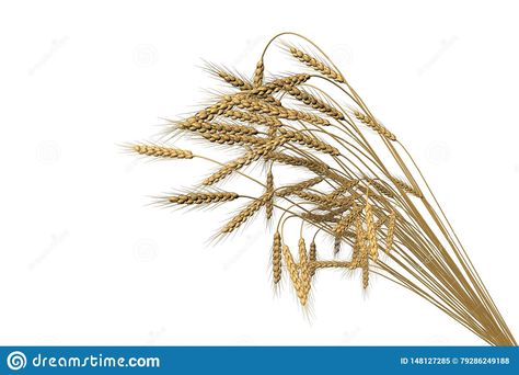 Sheaf Of Wheat, 3d Illustration, Agriculture, Wheat, White Background, Grain, Stock Images, Hair Accessories, Plants