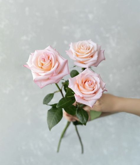 Rosé Suit, Standard Roses, Ecuadorian Roses, Long Vase, Rose Varieties, Light Pink Rose, Luxury Garden, Send Flowers, Wholesale Flowers