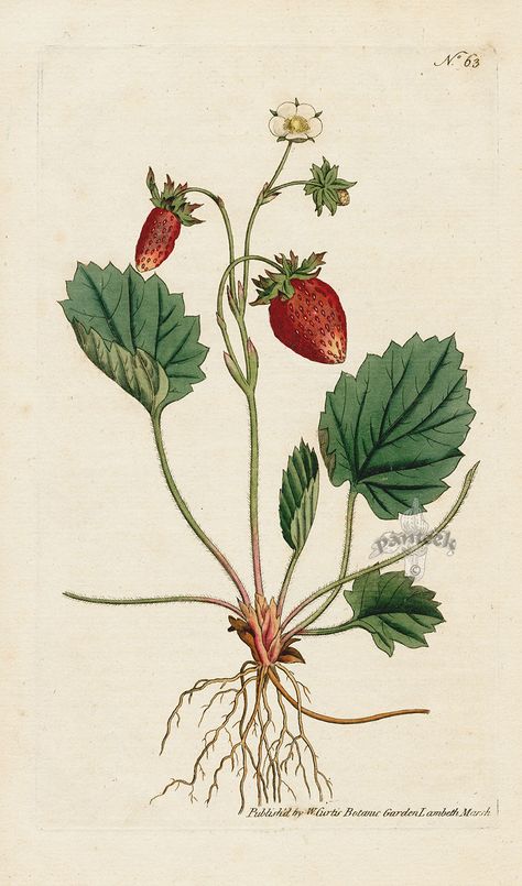 Fragaria monophylla. One-Leaved Strawberry, or Strawberry of Versailles. from William Curtis Botanical Magazine 1st Edition Prints Vol 6 1787 Scientific Drawing, Flora Danica, Botanical Tattoo, Nature Posters, Vintage Botanical Prints, Wild Strawberries, Scientific Illustration, Plant Illustration, Botanical Drawings