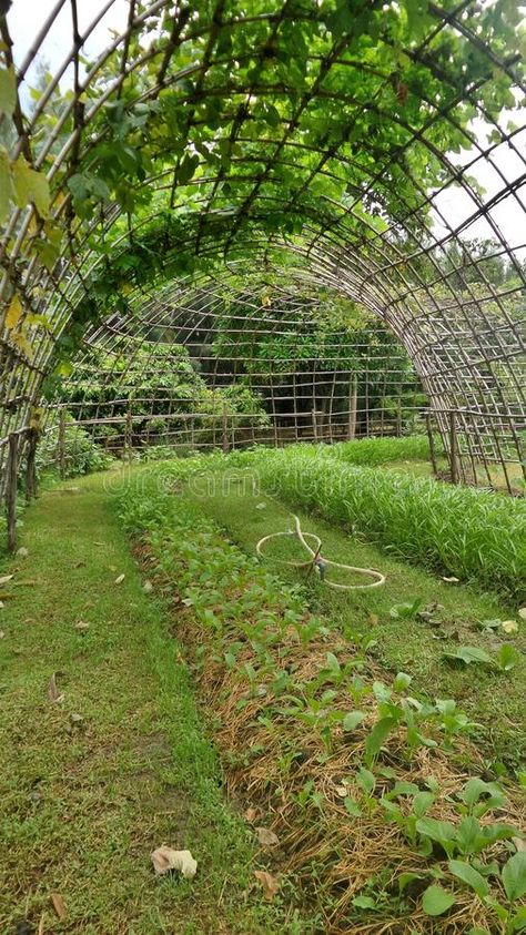 Green vine tunnel to backyard garden. Vegetable under the bamboo tunnel through to the vegetable garden royalty free stock photos Vine Tunnel, Backyard Garden Vegetable, Bamboo Tunnel, Garden Tunnel, Green Tunnel, Learning Garden, Allotment Ideas, Climber Plants, Tunnel Greenhouse