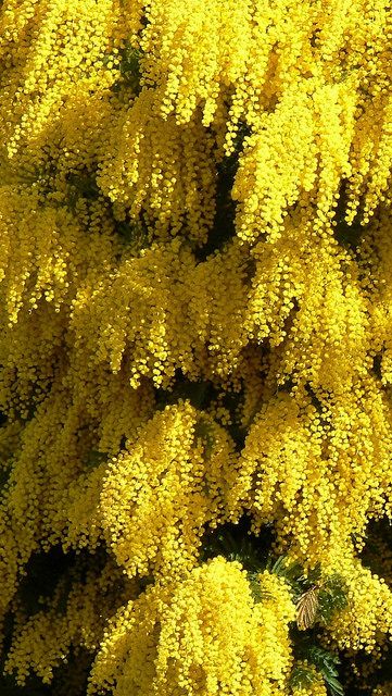 Mimosa Flowers, Mimosa Flower, Australian Flowers, Australian Native Flowers, Australian Plants, Australian Native Plants, Native Garden, Flowering Trees, Exotic Flowers