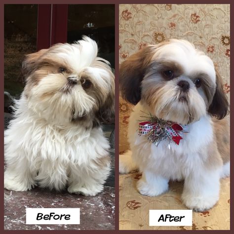 Gidget 6months old. Before and after her first trip to the groomer. Shitzu Puppy Haircut, Shihtzu Haircut, Hair Cuts Styles, Shih Tzu Hair Styles, Dog Grooming Shih Tzu, Shih Tzu Puppy Cut, Shichon Puppies, Puppy Haircut, Shih Tzu Poodle