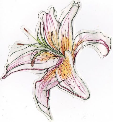 Day Lily Tattoo, 3d Flower Tattoos, Tiger Lily Tattoo, Lily Tattoo Designs, Lilly Tattoo Design, Lilly Flower Tattoo, Stargazer Lily Tattoo, Lily Tattoo Meaning, Lilly Tattoo