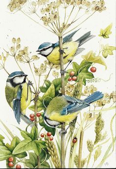 Marjolein Bastin, Nature Artists, Illustration Botanique, Dutch Artists, Bird Pictures, Arte Animal, Bird Drawings, Bird Illustration, Watercolor Bird