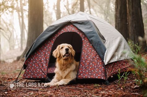 Camping With Dogs, Dog Tent, Pet Camping, Dogs Stuff, Best Tents For Camping, Family Tent Camping, Camping Tents, Festival Camping, Muddy Paws