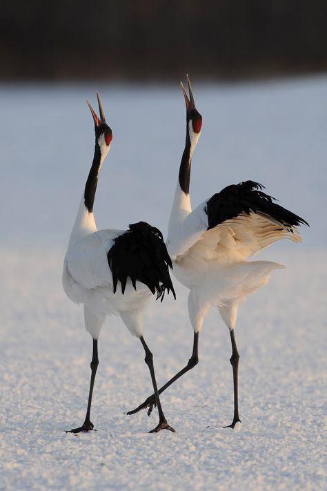 White Birds, All Birds, Exotic Birds, Bird Photo, Colorful Birds, Bird Watching, 귀여운 동물, Bird Feathers, Love Birds