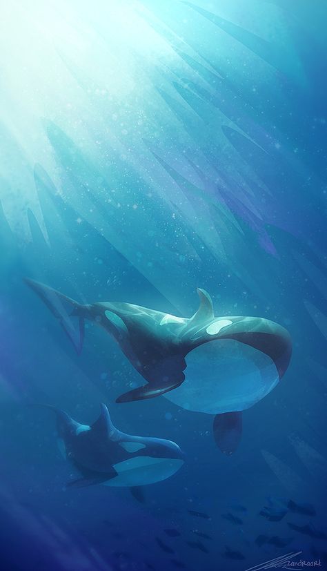 ZandraArt — a little blue Orca Art, Whale Art, Orca Whales, Arte Fantasy, Marine Animals, Ocean Creatures, Ocean Animals, In The Ocean, Underwater World